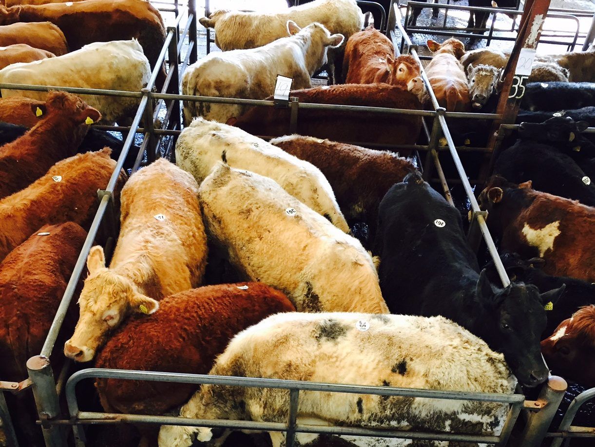 Cattle marts: Weanling bulls in demand from farmers and exporters