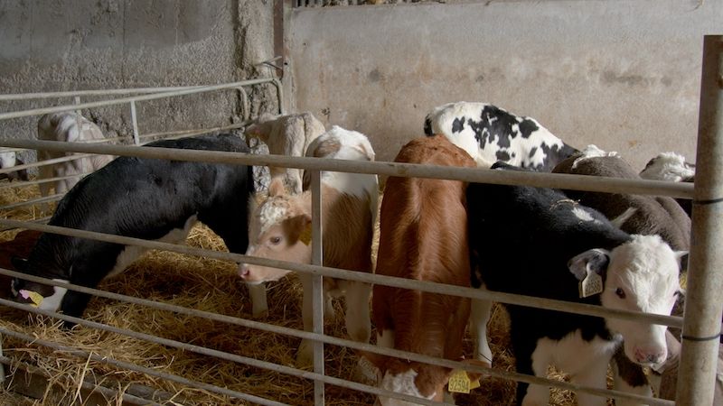 New data shows 'CBV savvy' beef farmers securing better margins