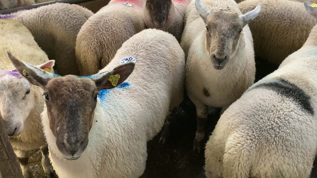 Tullow Mart: Spring lamb show and sale sees high of €200