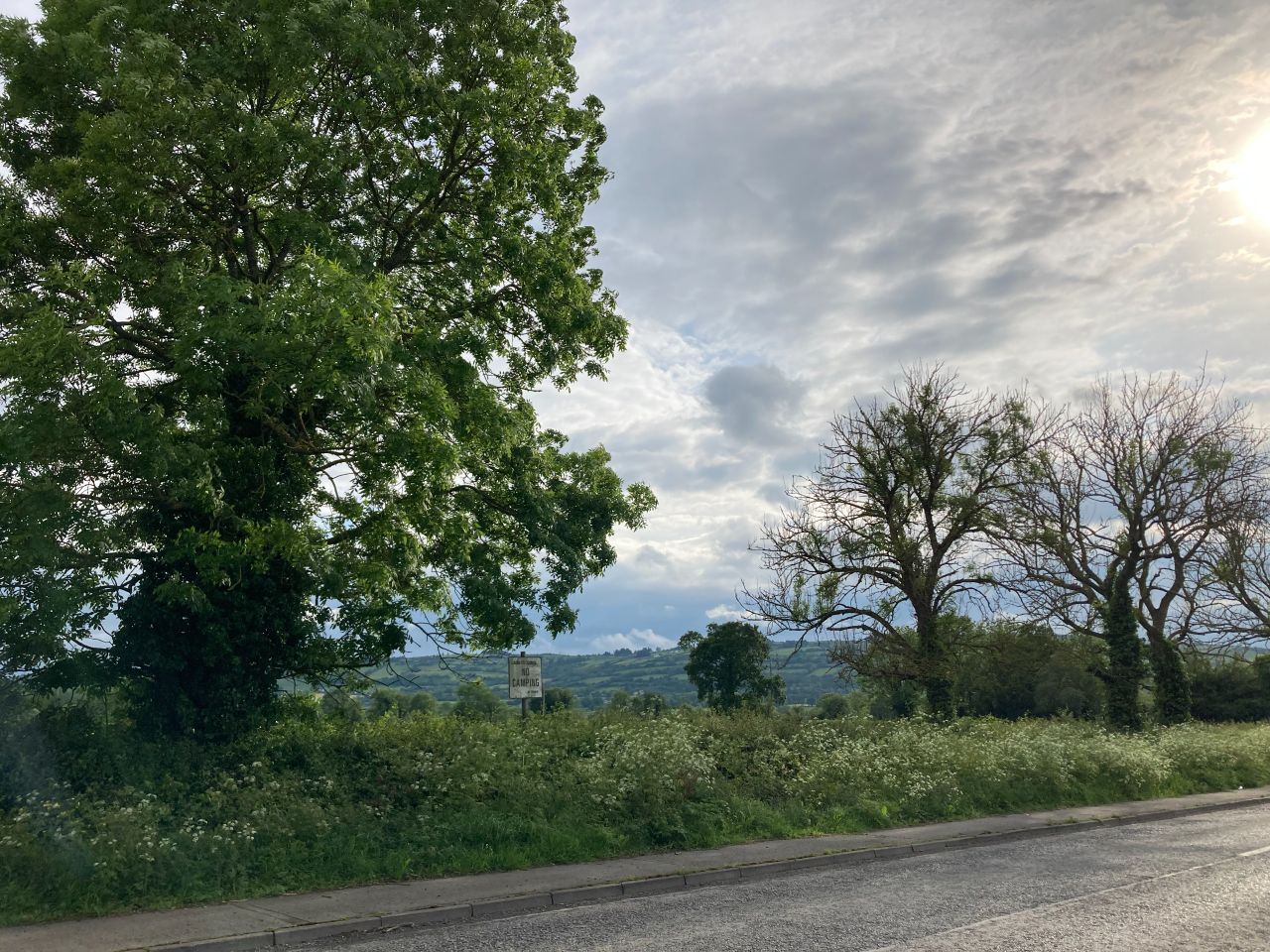 Ash trees in a hedgerow. Source: Dr. Dheeraj Rathore