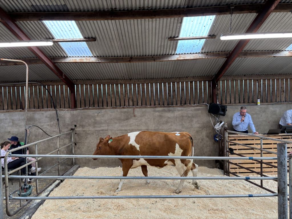 Rosstemple Hurley Godess Red made €3,900.