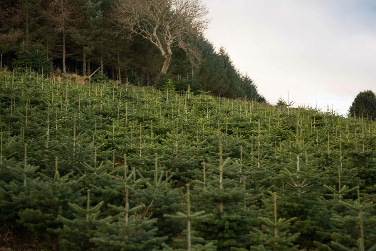 Sustainable Christmas trees locally grown in Dublin mountains