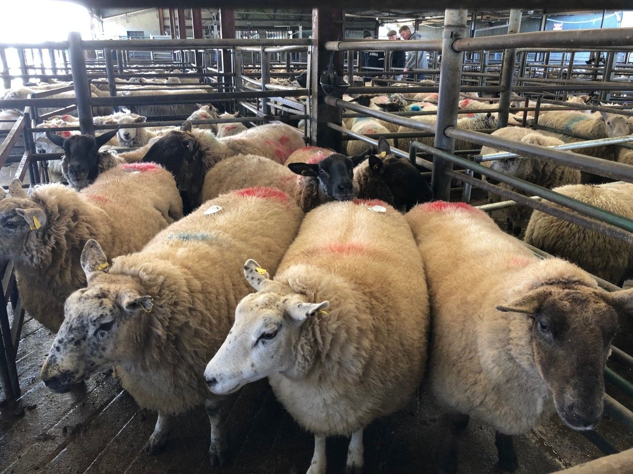 Sheep marts: Strong demand and small numbers on offer are driving prices up