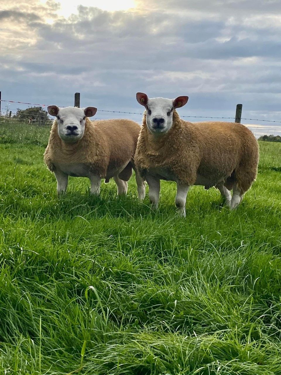 50 rams set for Texel sale in Roscommon this Friday