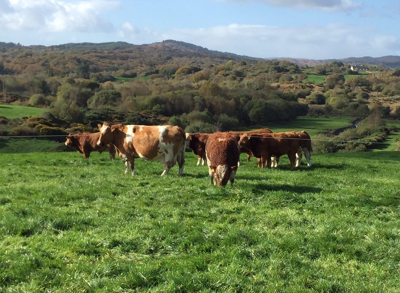 What's the difference between high and low replacement index cows