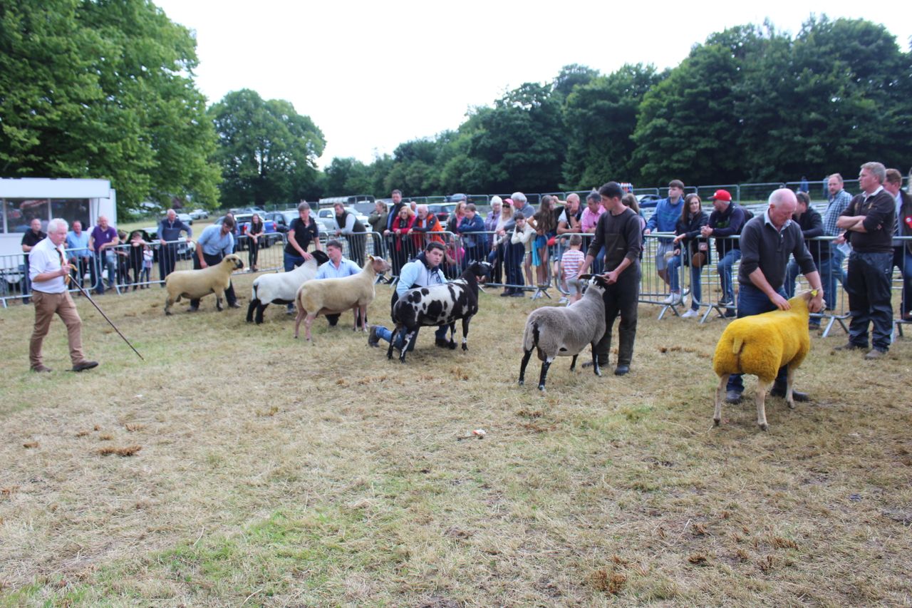 16 breeds line-up for Castlewellan sheep championship