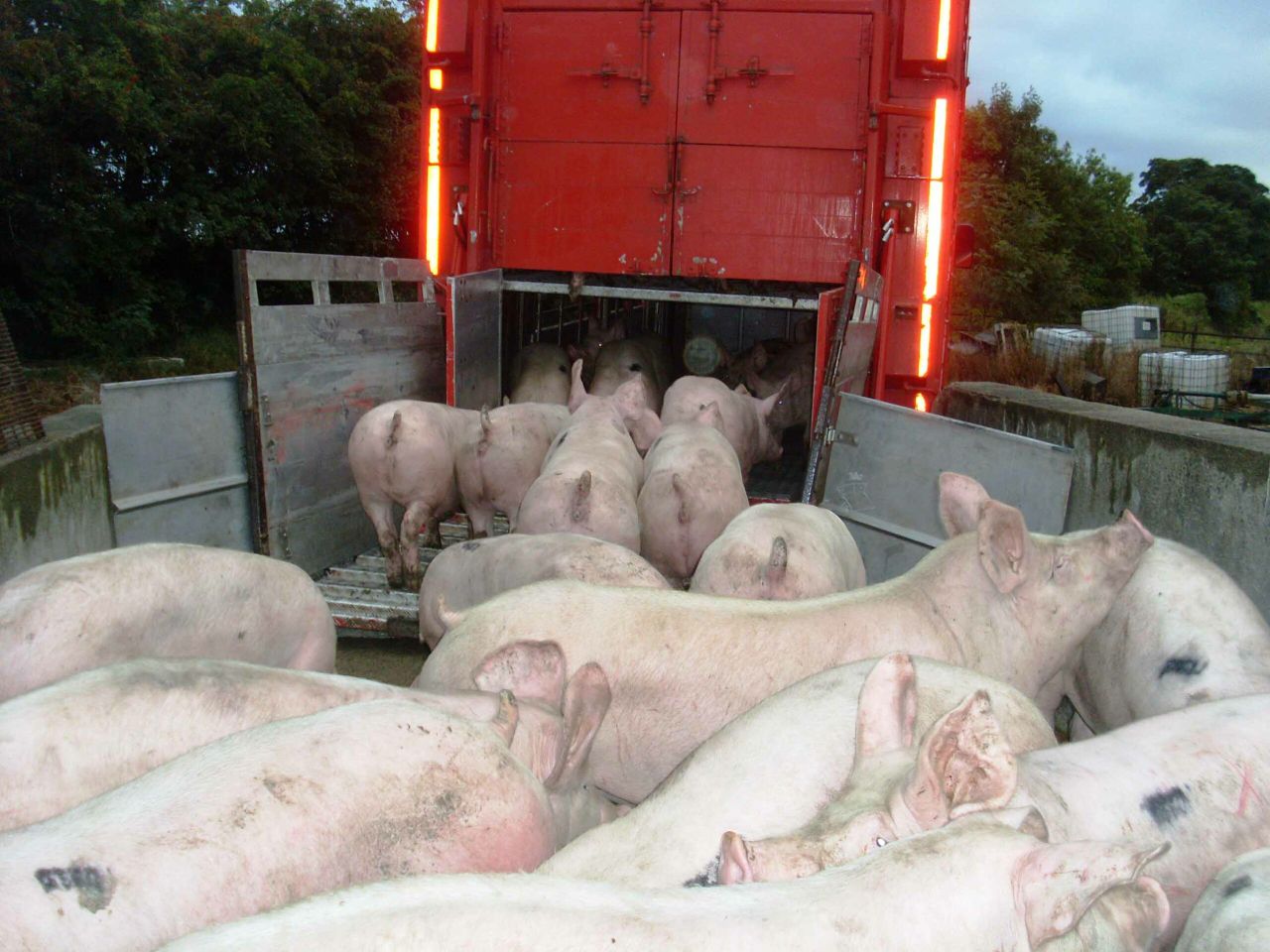 Pig prices remain static as producers likely to be hit with increased costs