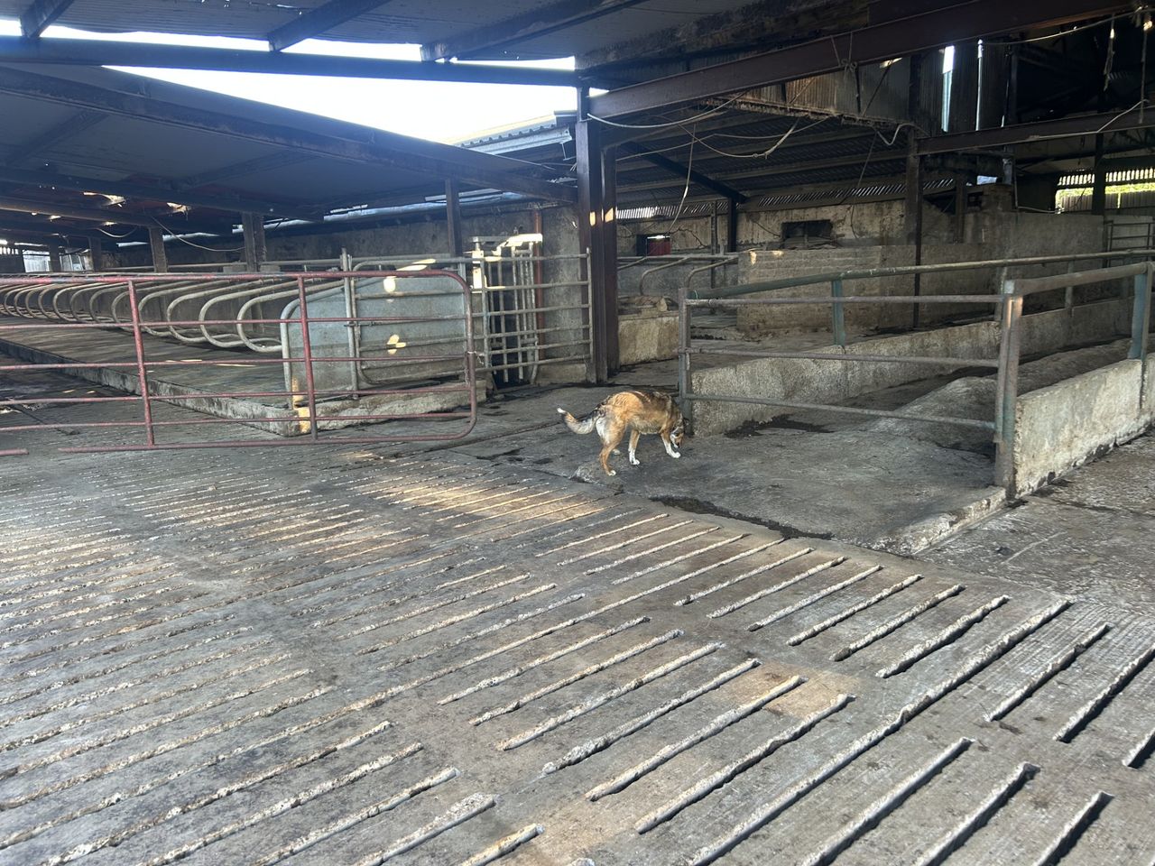Dairy advice: What needs to be planned now for the winter ahead?