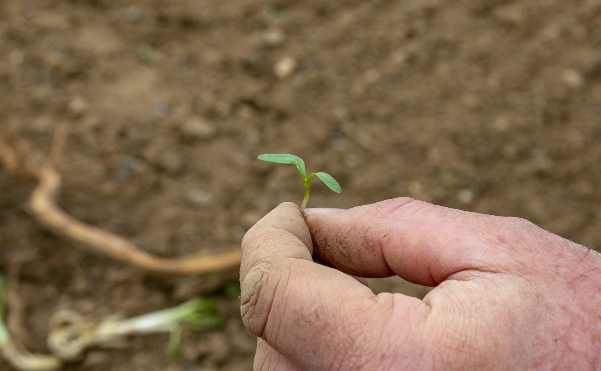 CROPS WATCH: Spray weeds in beet straight away