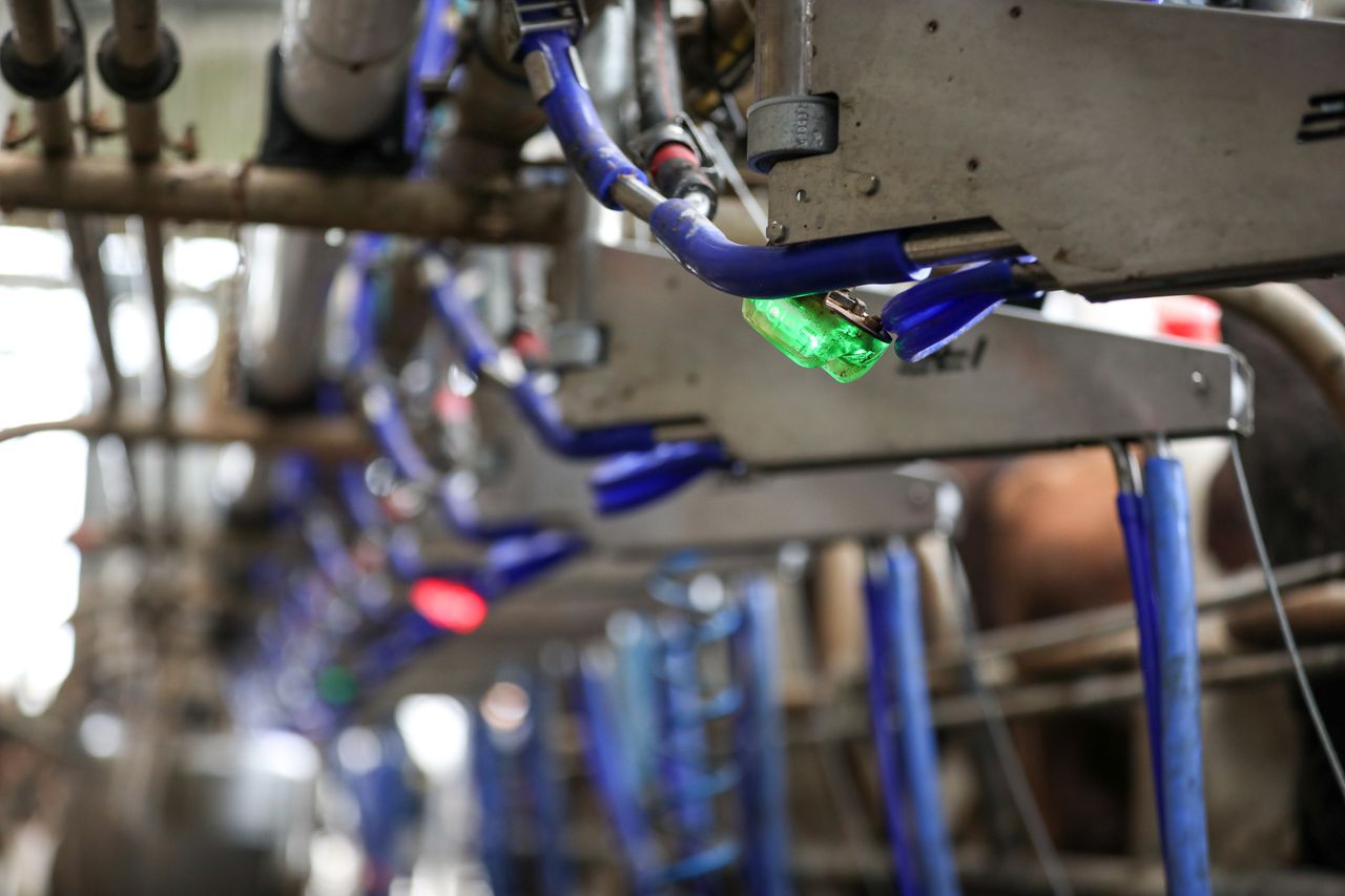 Automated traffic light system in SenseHub SCC Sensor provides peace of mind for dairy farmers