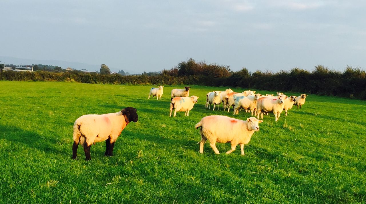 ICSA calls for compensation for 'failed' EID project