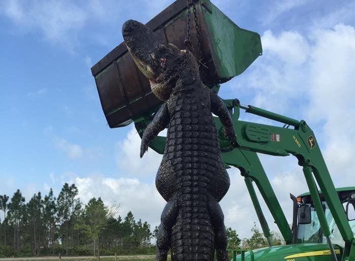 Farmer shoots 15ft alligator which he claims ate his cattle