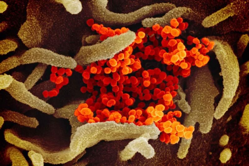 Pirbright begins testing potential Covid-19 vaccines on animals