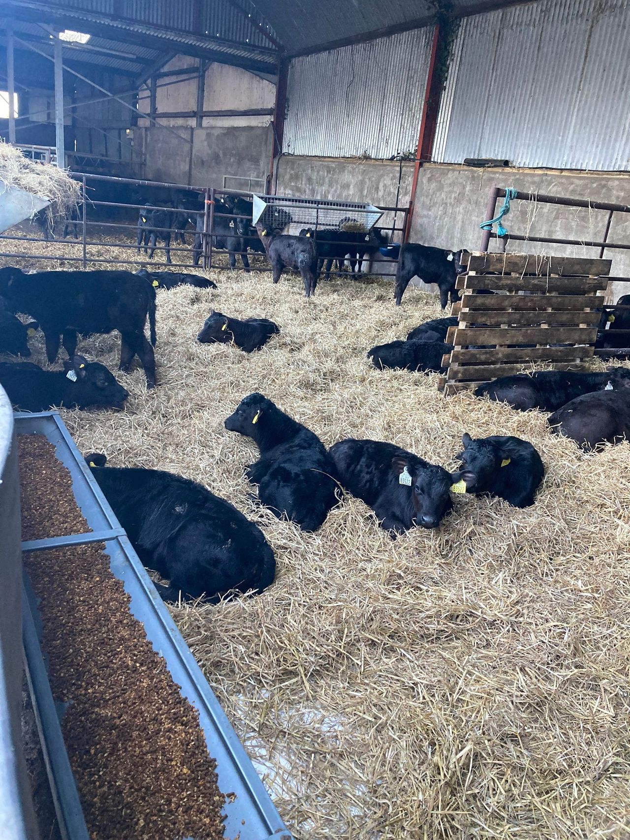 2026 calf registrations running over 37,000 head above last year