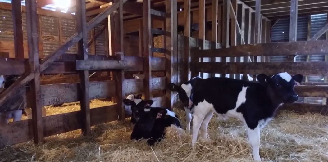 Quadruplet heifer calves confirmed in New Zealand following DNA test