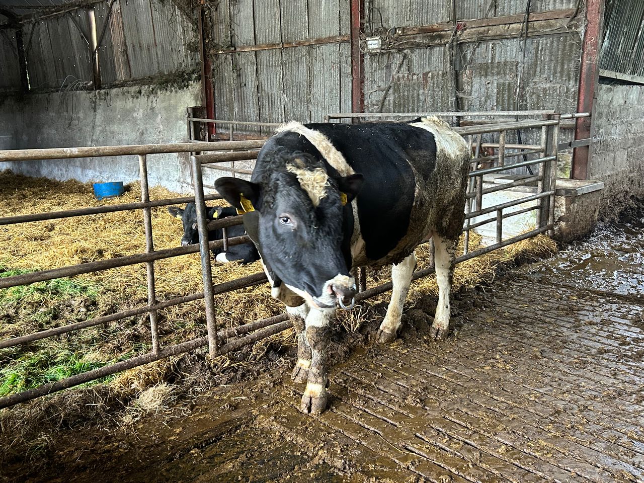 Breeding season: Don't turn out the stockbull too early
