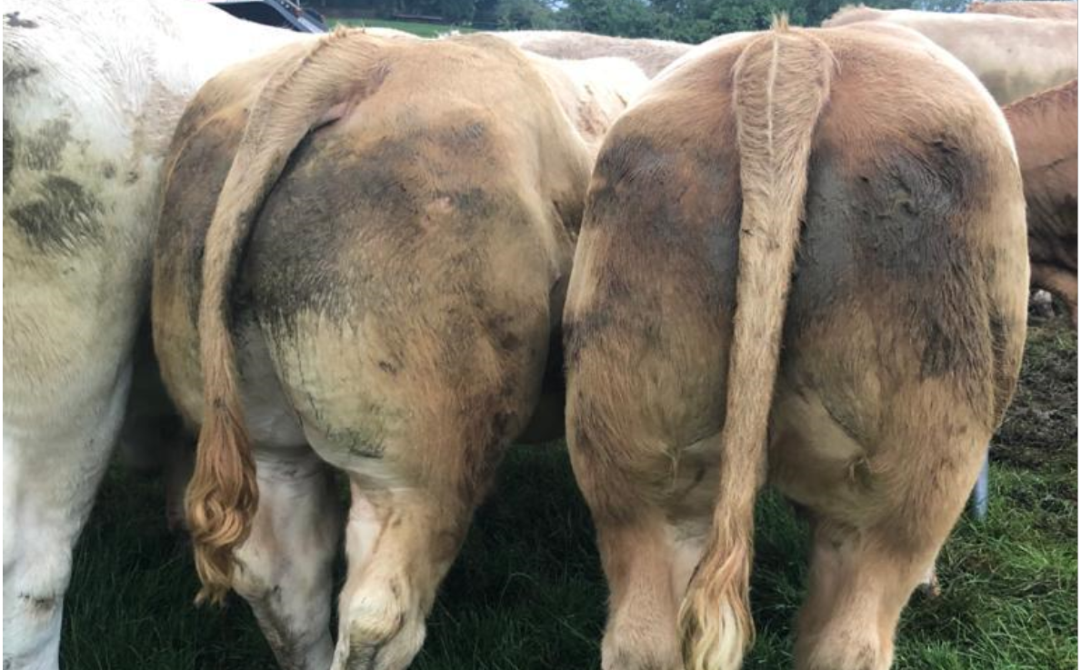 Full clearance of over 500 bullocks at Carnaross Mart