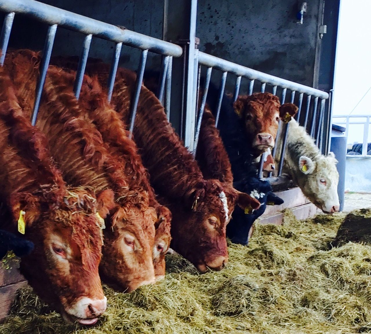 Factories label ICOS marts comments on beef specs as 'disingenuous'