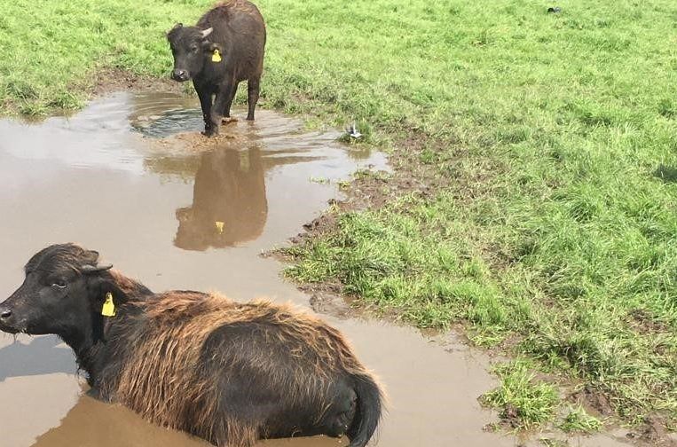 Thurles Mart gearing up for Ireland's first ever sale of buffalo calves