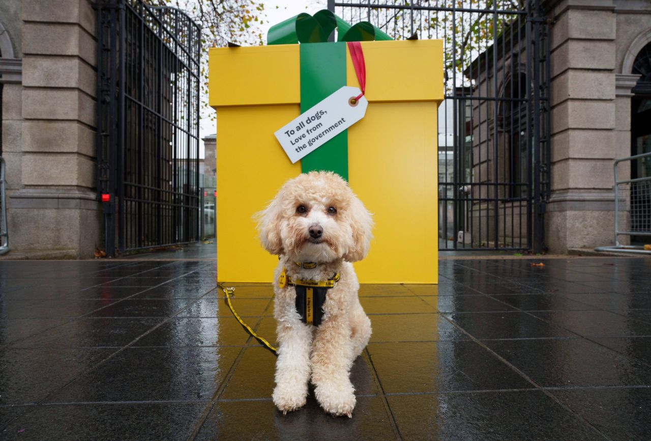 Dogs Trust calls on govt to appoint junior minister for animal welfare