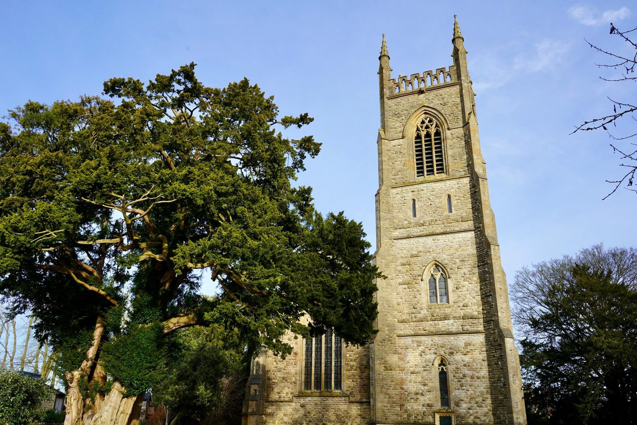 DAFM warns of livestock poisoning from yew trees