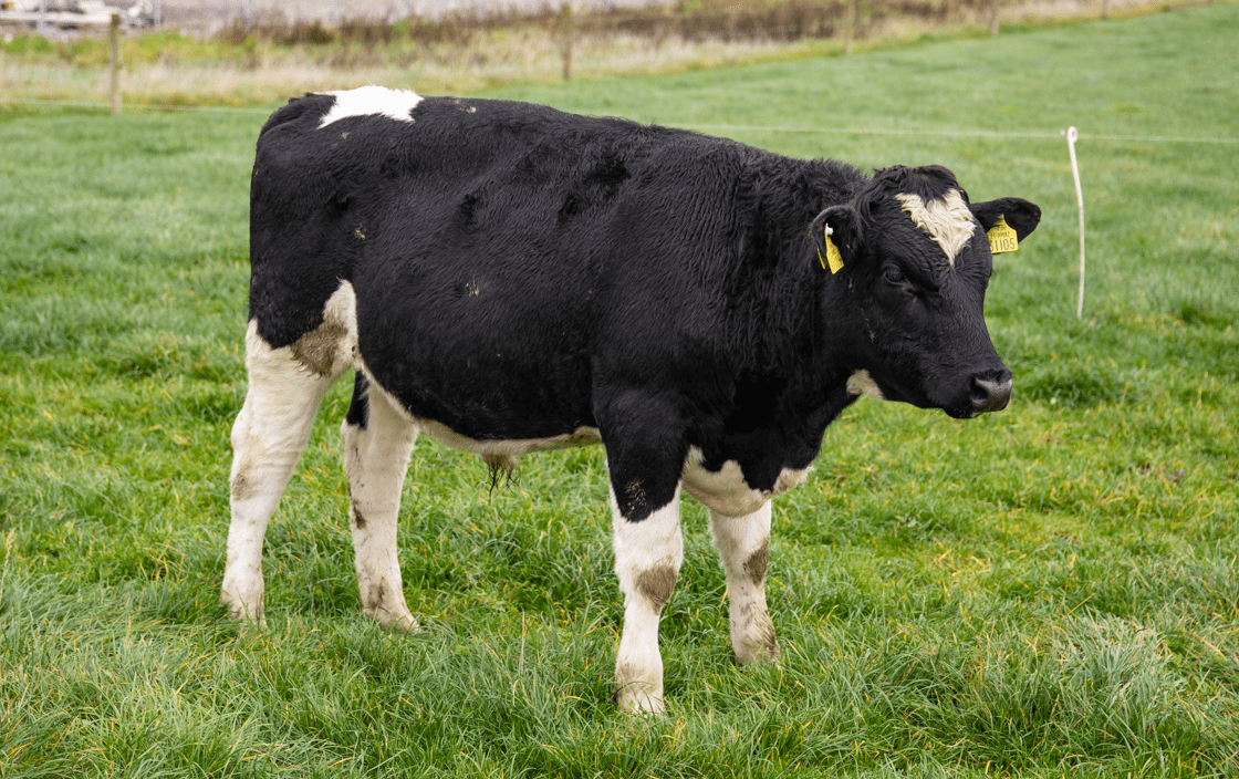 How much should beef farmers pay for bull calves from the dairy herd?