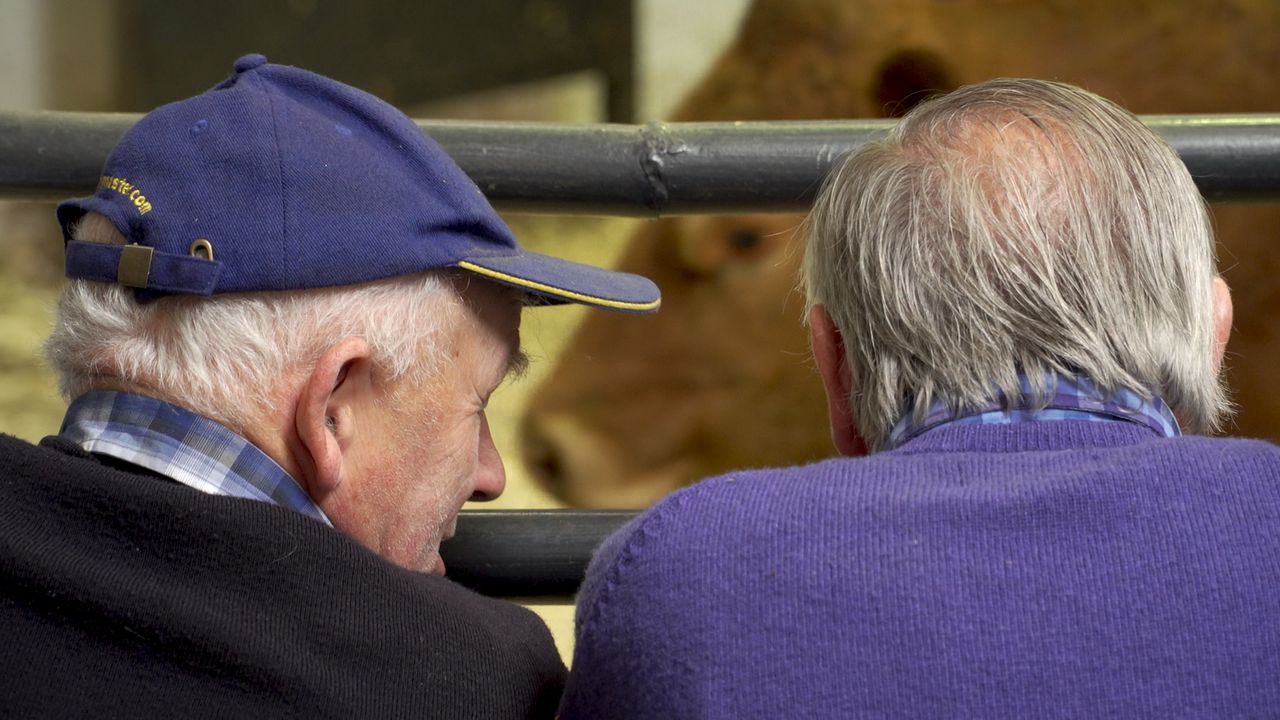 Over 22,000 fewer cattle sold in marts during 2025 - DAFM