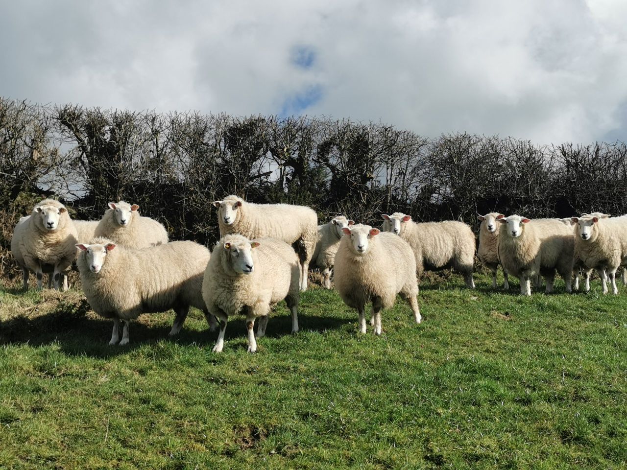 Sheep Census: Donegal has highest sheep population