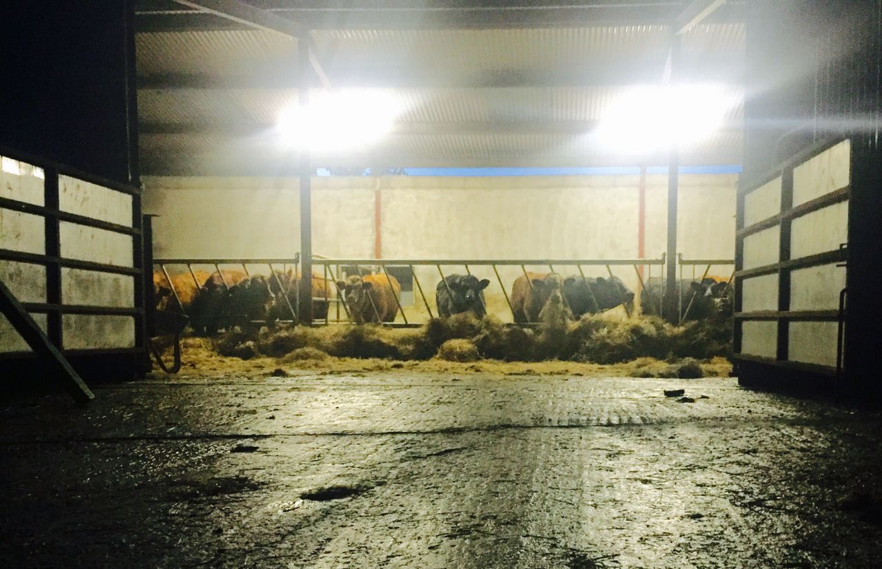 Department should rent Cherbourg lairage space - agriculture committee