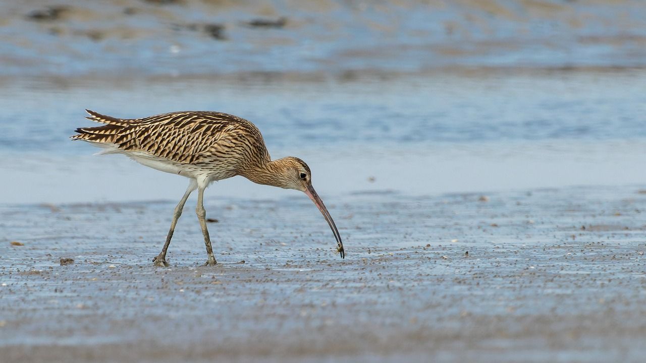 €25m earmarked for EIP to conserve breeding waders