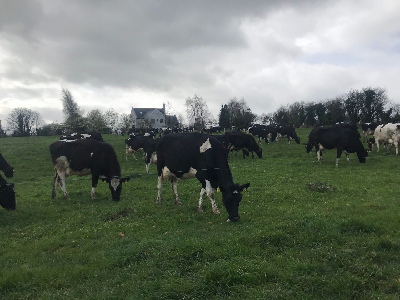Breeding focus: Producing 140kg of milk solids over co-op average