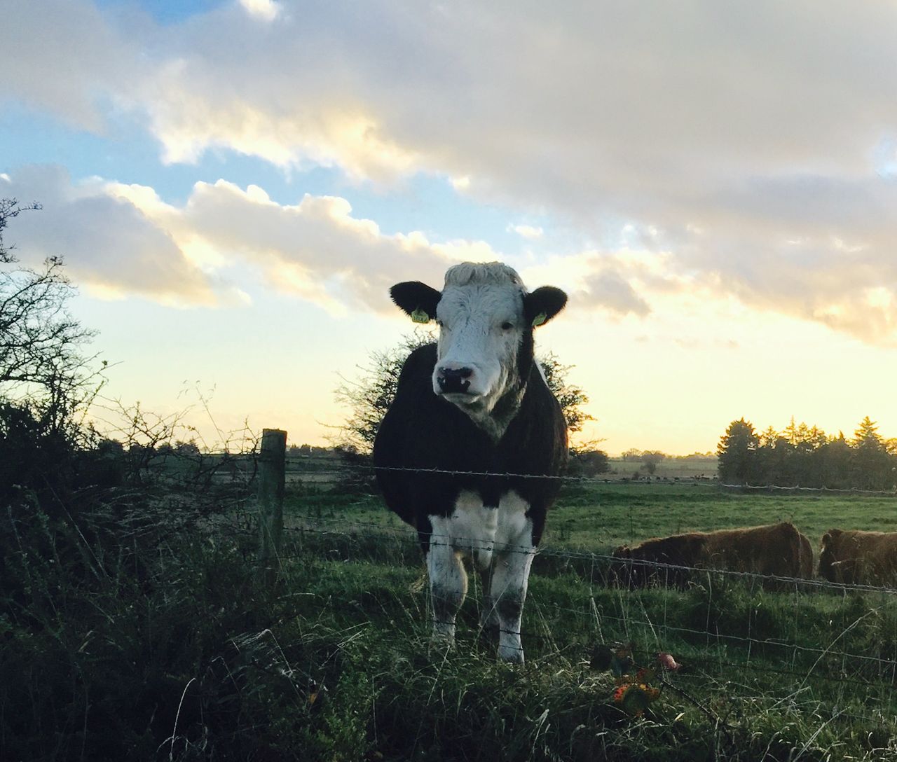 Farm partnerships eligibity for disadvantage payments clarified