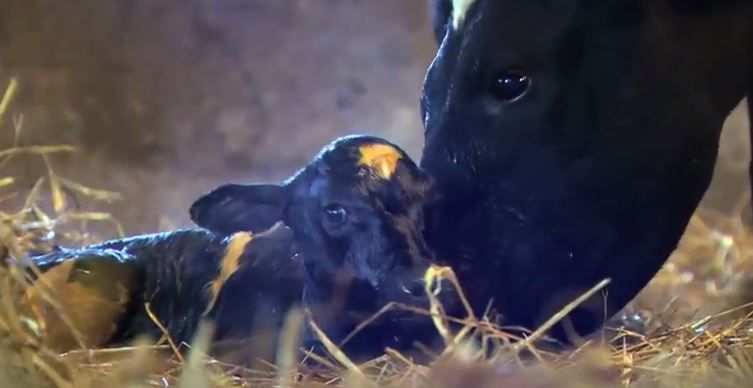 Video: Ear to the Ground focuses on dairy bull calves and hill farming
