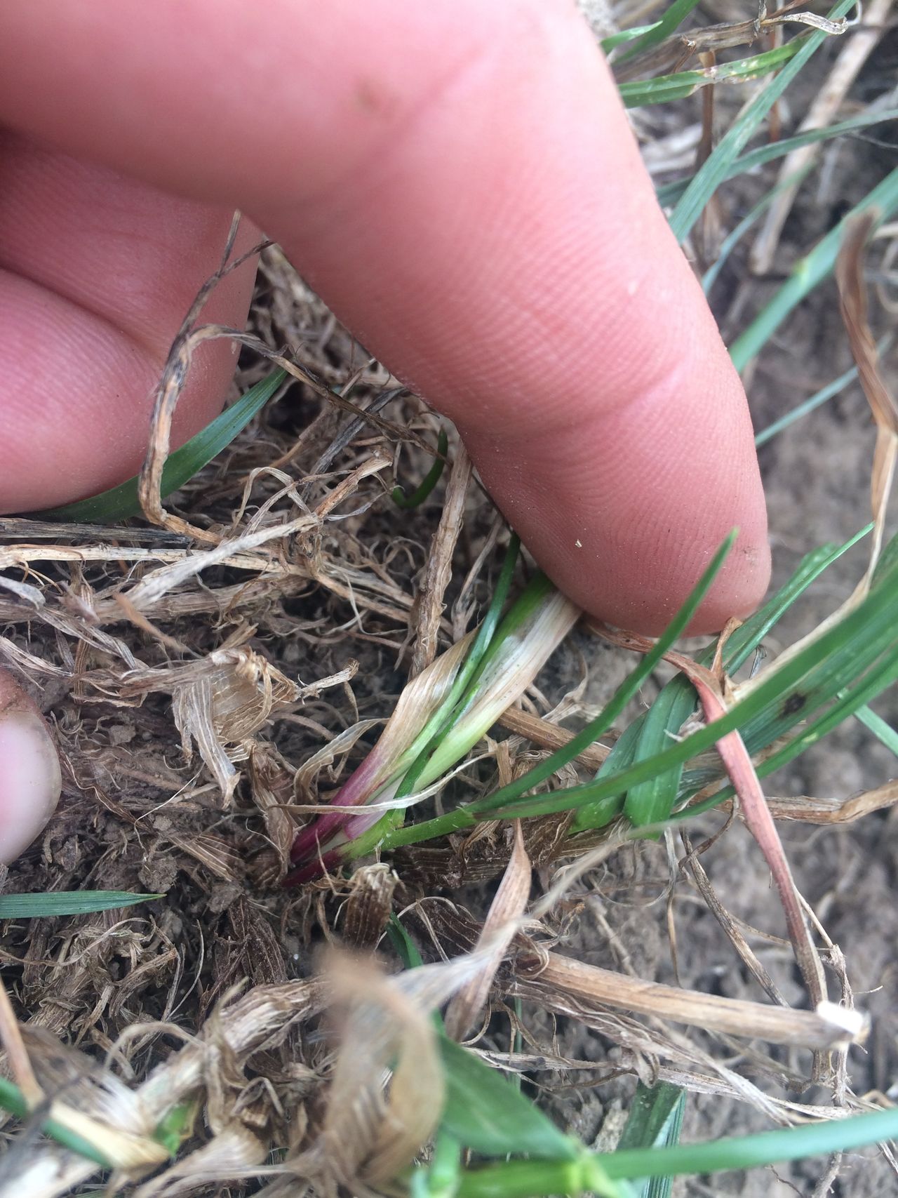 Could you identify perennial ryegrass within a sward?