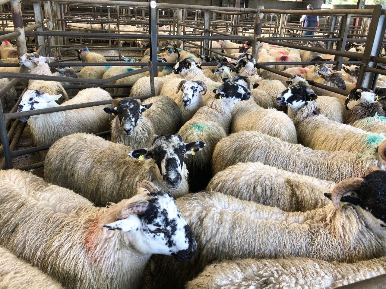 Sheep marts: Increased bite around the ring sees factory-fit lamb prices on the rise