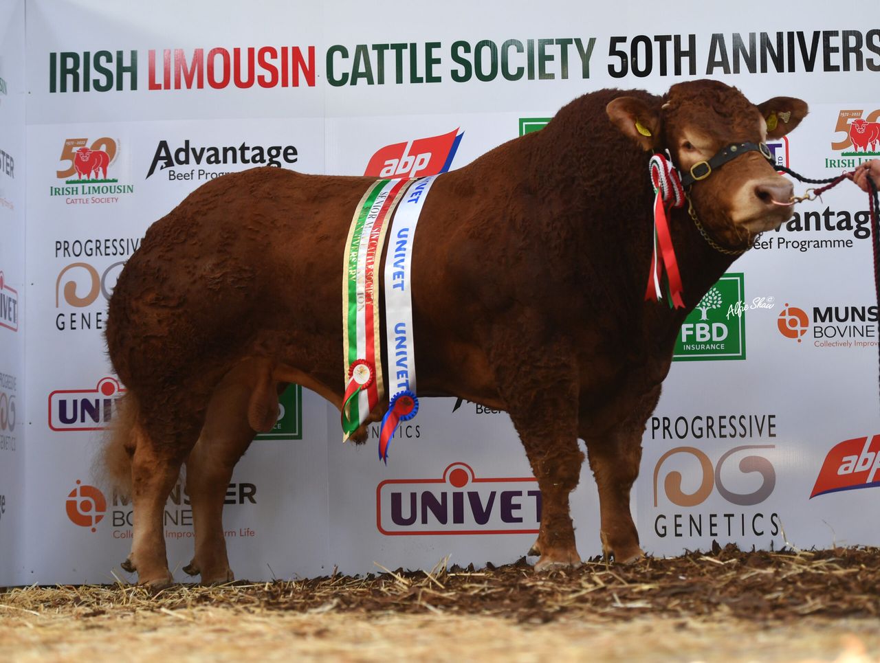 Limousin Premier Show and Sale set for Roscrea tomorrow