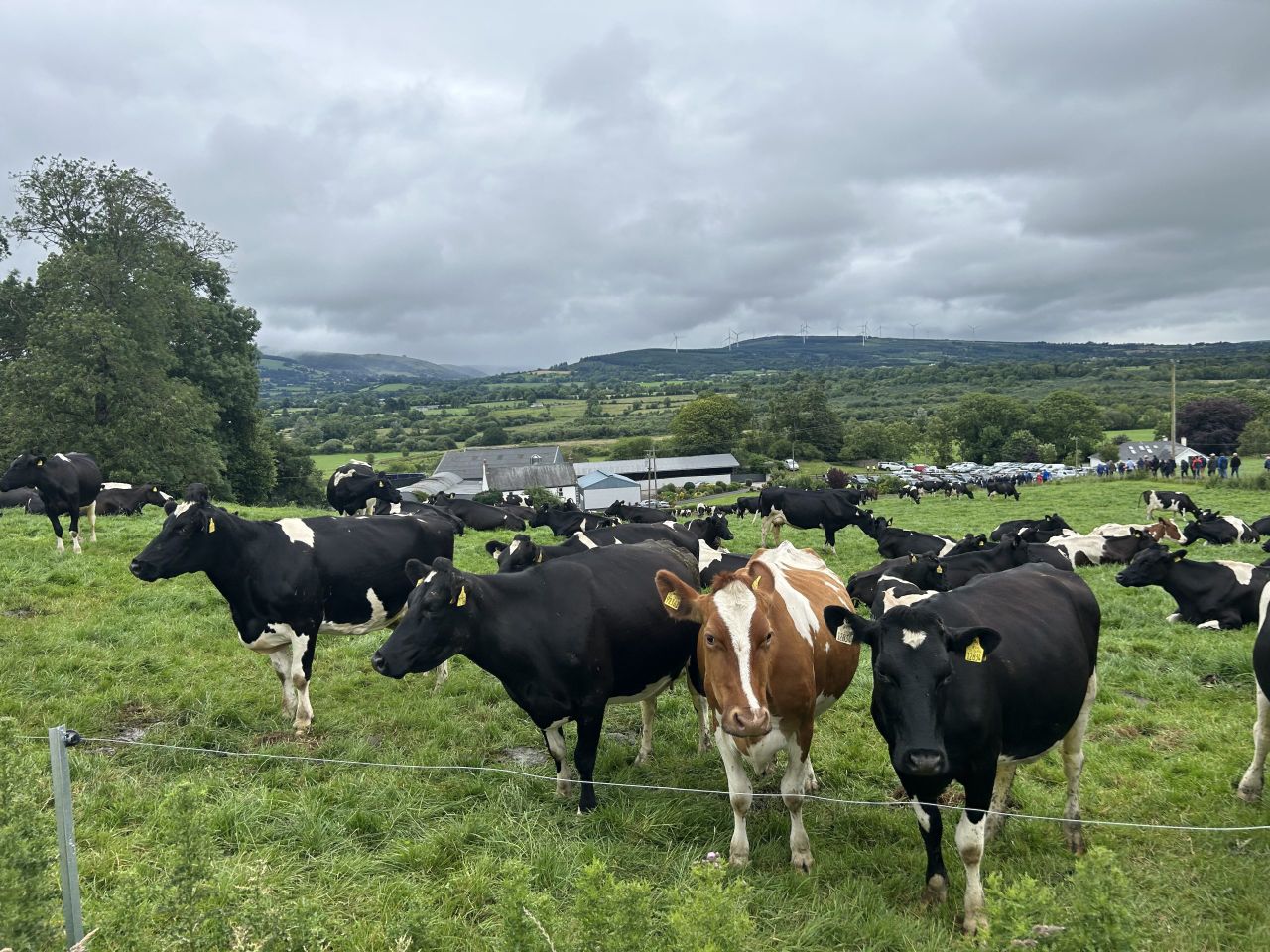 'Big believer in LESS' and a 'love for dairy washings' in Co. Limerick