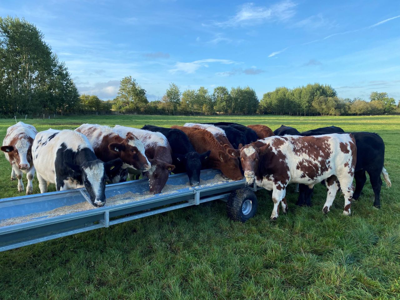 Factory quotes: Firm beef trade continues into October