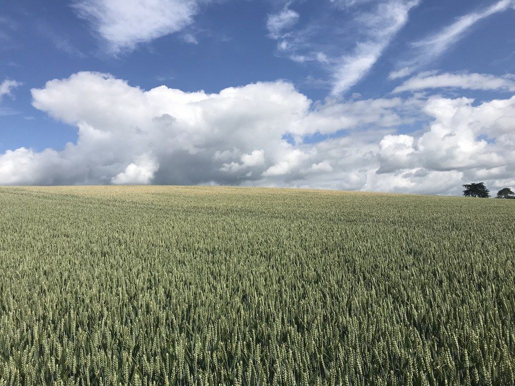 40ac Wexford roadside holding with farmyard and residential potential