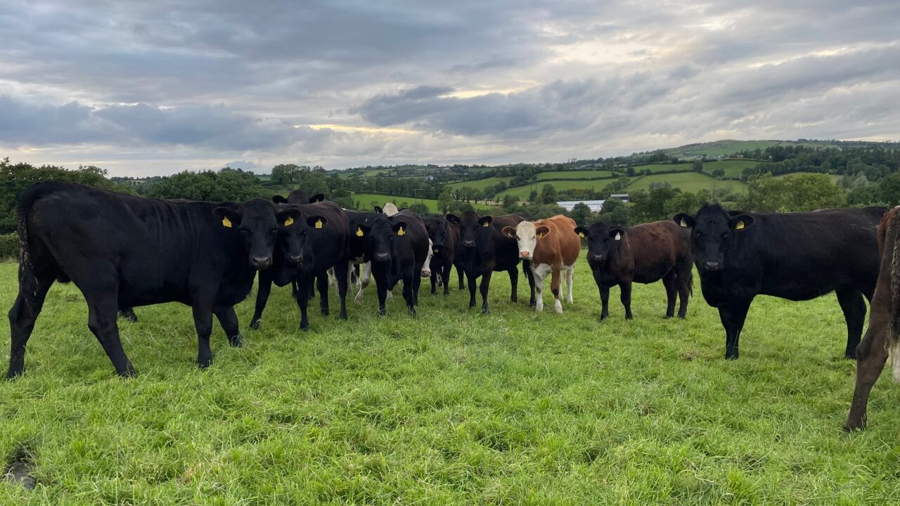 Factory quotes: Beef trade generally steady this week