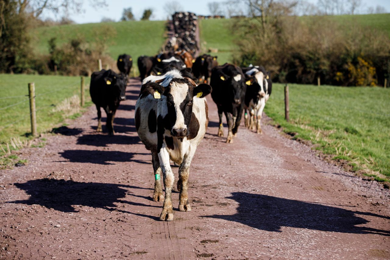 Average dairy and suckler herd sizes for 2022 revealed