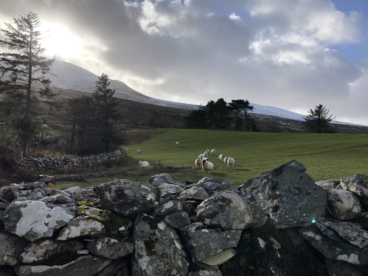 Improving hill flock productivity and profitability in Donegal