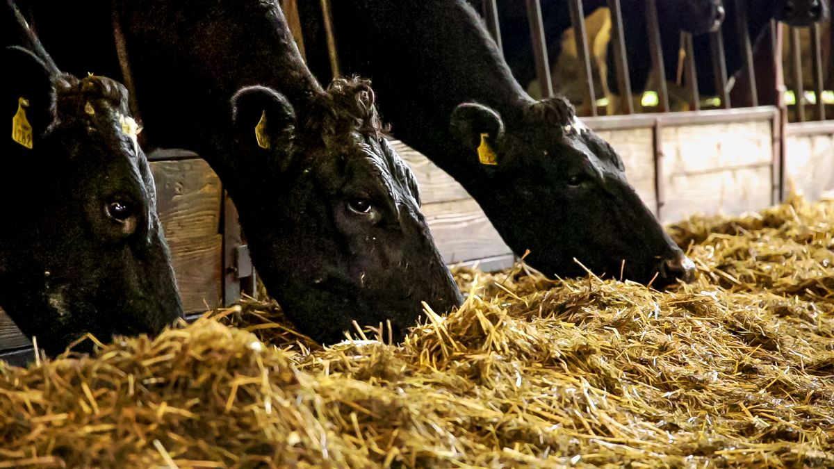 Most Irish dairy cows moved to sheds in March – survey