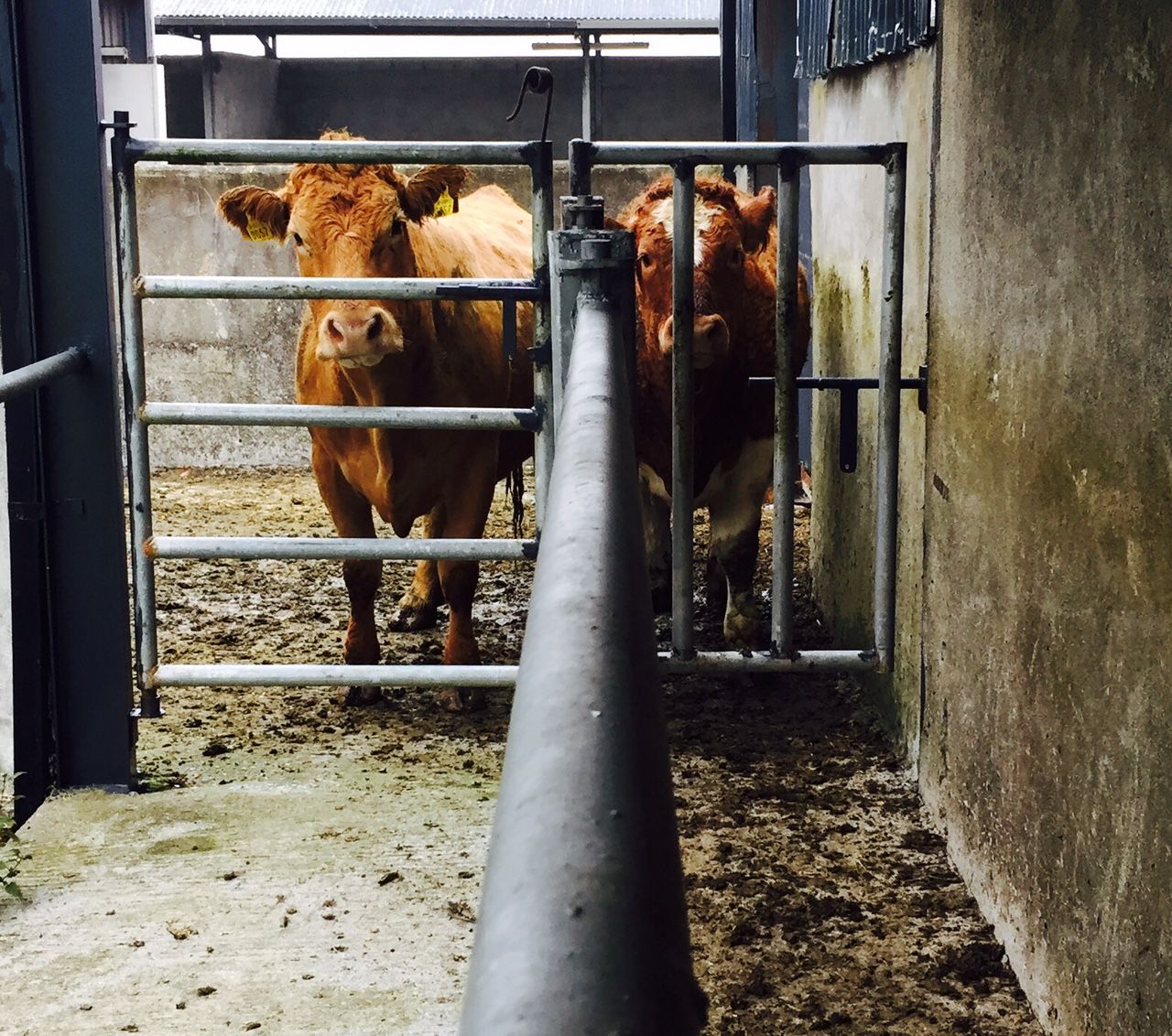 'Putting heavily in-calf cows up cattle crush for Genomics inspections unnecessary'