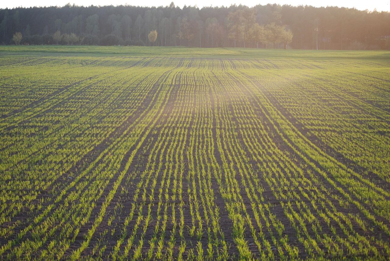 Tillage: Placed phosphate fertiliser on cereal seed beds