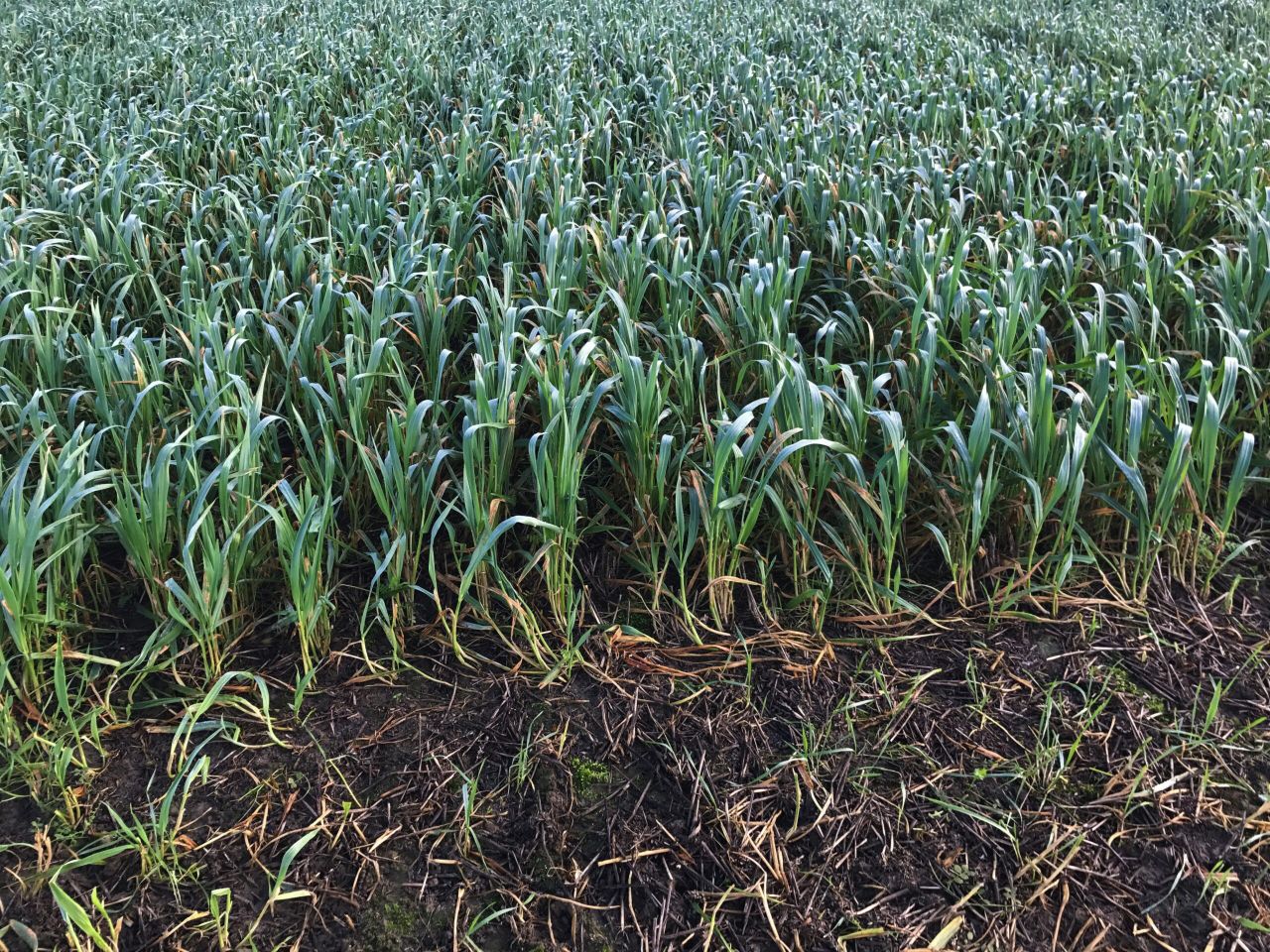 Armagh grower commits to growing winter crops only