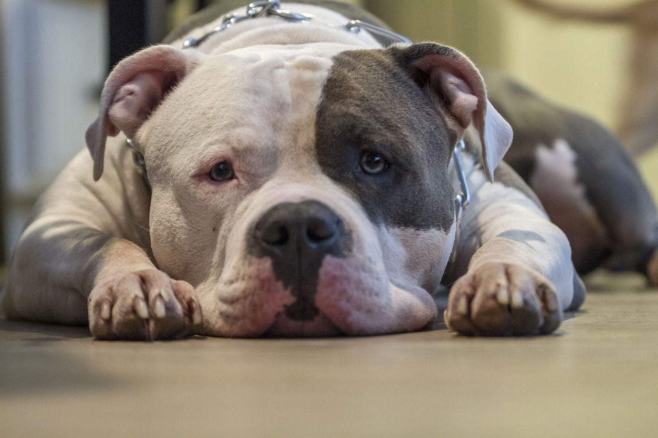 Minister seeks legal advice on banning XL bully dogs