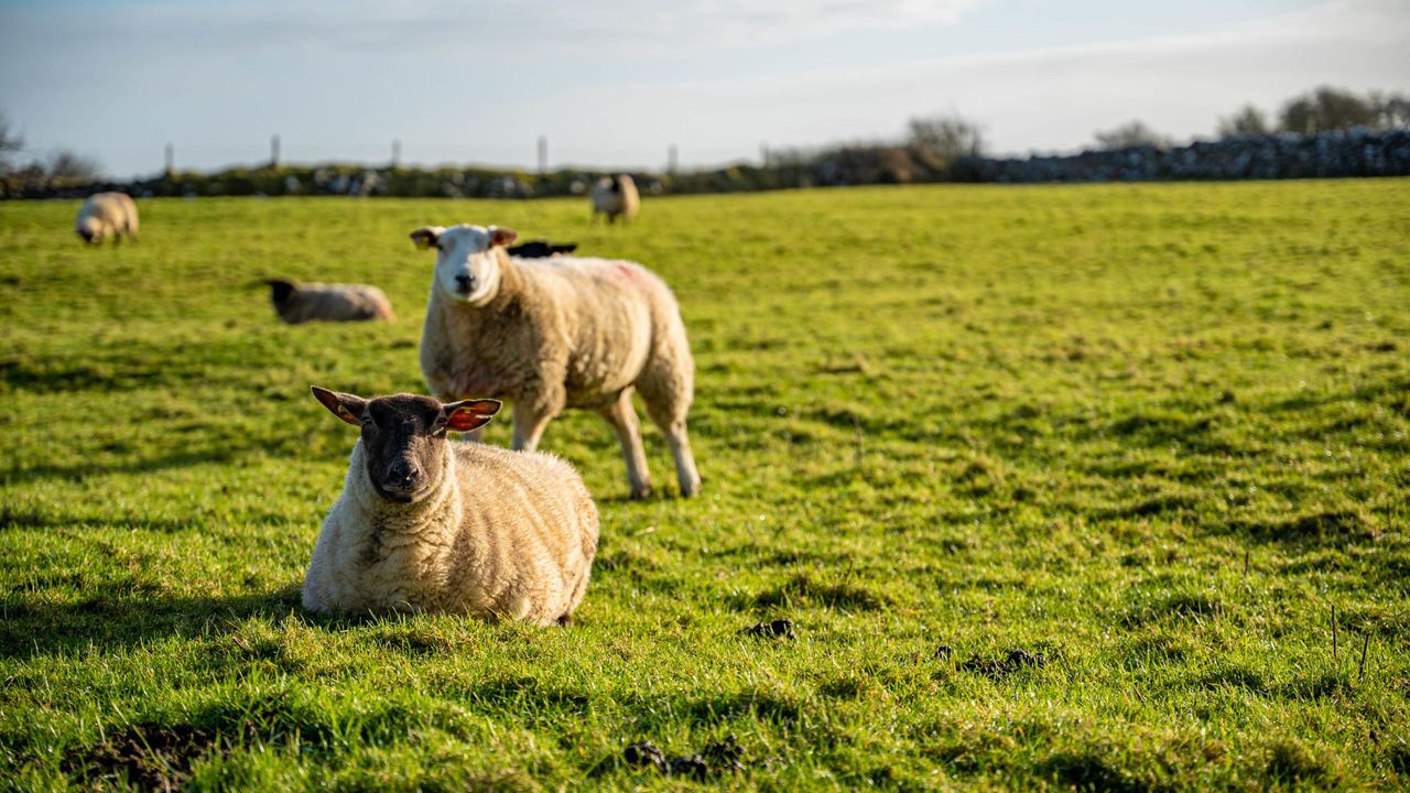 Trials ongoing to develop a liver fluke vaccine