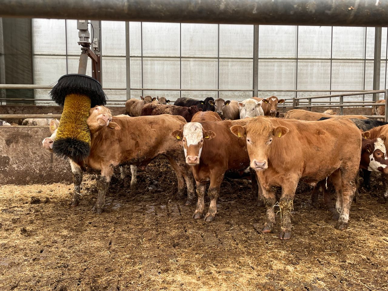 Has beef price peaked or is the best still to come?