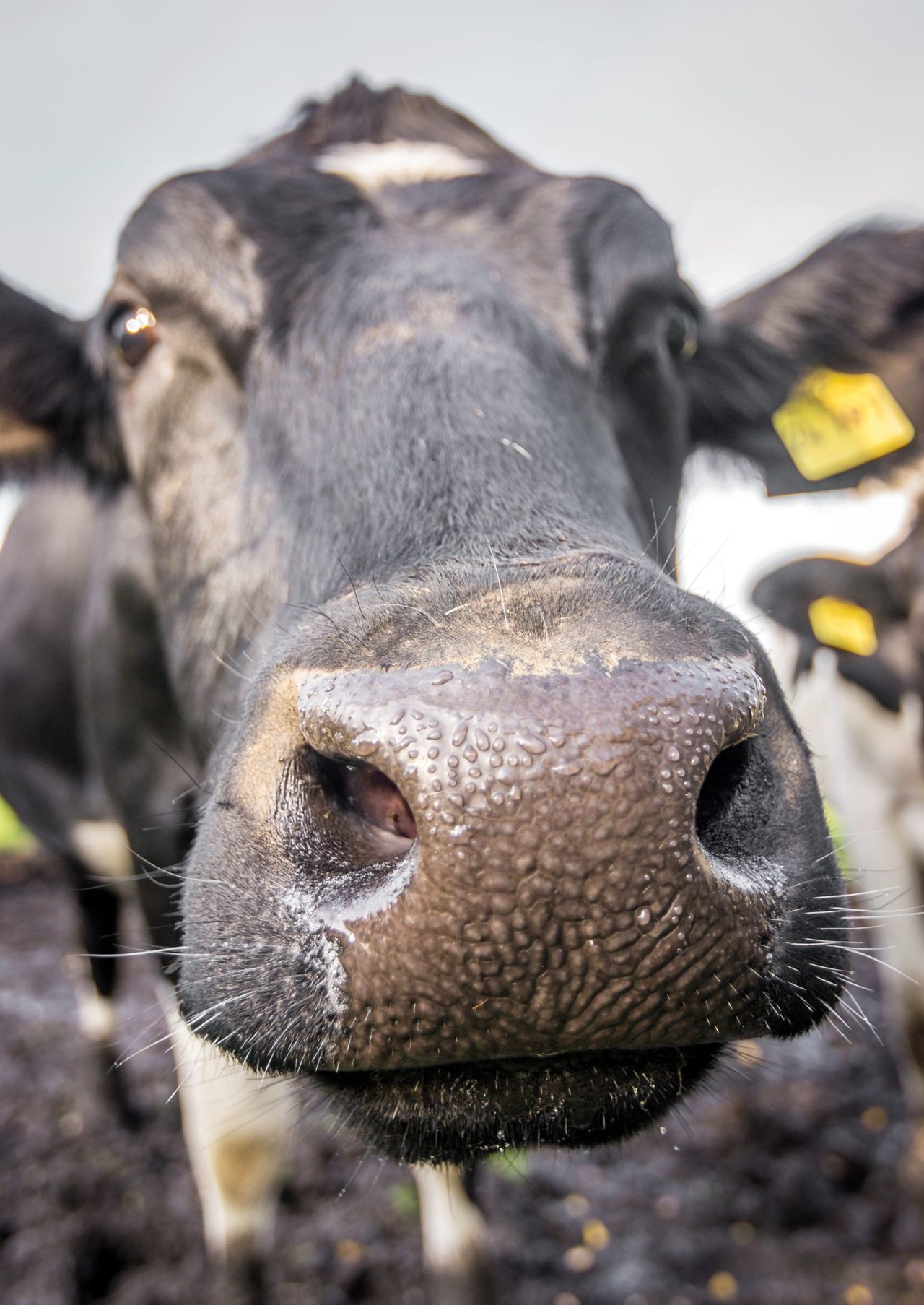 Bluetongue spreads: DAFM confirms cases in 7 counties